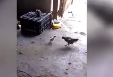 VIDEO: Trận đấu chọi gà 'vô lý' nhất mà bạn từng thấy