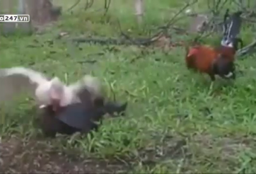 VIDEO: Vịt xiêm solo chấp 2 gà chọi vì 'ngứa mắt'