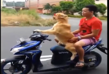 VIDEO: Cua rơ đặc biệt gây sốc trên đường phố Indonesia