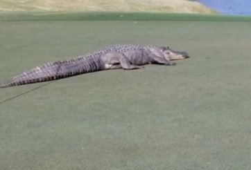 VIDEO: Cá sấu tràn vào sân golf khiến VĐV chạy tán loạn