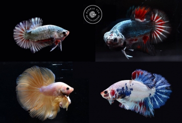 Bộ ảnh độc đáo về những chú cá Betta - Tháng 08/2017