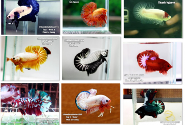 Bộ ảnh top 10 tuần 1 tháng 1 cuộc thi Show Betta Online 2018