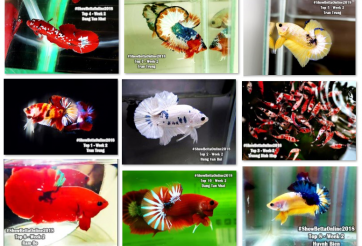 Bộ ảnh top 10 tuần 2 tháng 1 cuộc thi Show Betta Online 2018