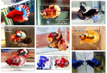 Bộ ảnh top 10 tuần 3 tháng 1 cuộc thi Show Betta Online 2018