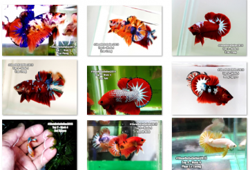 Bộ ảnh top 10 tuần 4 tháng 1 cuộc thi Show Betta Online 2018