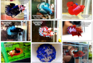 Bộ ảnh top 10 tuần 2 tháng 2 cuộc thi Show Betta Online 2018