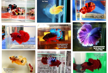 Bộ ảnh top 10 tuần 3 tháng 2 cuộc thi Show Betta Online 2018