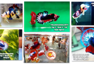 Bộ ảnh top 10 tuần 4 tháng 2 cuộc thi Show Betta Online 2018