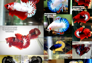 Bộ ảnh top 10 tuần 1 tháng 3 cuộc thi Show Betta Online 2018