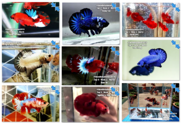 Bộ ảnh top 10 tuần 2 tháng 3 cuộc thi Show Betta Online 2018