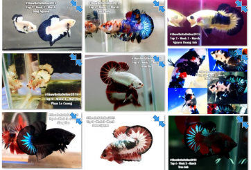 Bộ ảnh top 10 tuần 3 tháng 3 cuộc thi Show Betta Online 2018