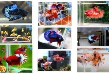 Bộ ảnh top 10 tuần 4 tháng 3 cuộc thi Show Betta Online 2018