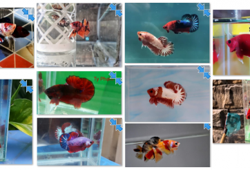 Bộ ảnh top 10 tuần 5 tháng 3 cuộc thi Show Betta Online 2018