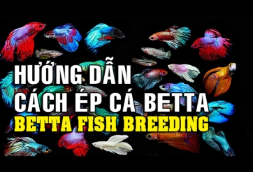 Chia sẻ cách ép cá betta đạt số lượng cao - Viết về cá betta 2018