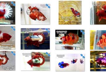 Bộ ảnh top 10 tuần 1 tháng 4 cuộc thi Show Betta Online 2018