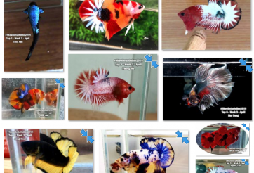 Bộ ảnh top 10 tuần 3 tháng 4 cuộc thi Show Betta Online 2018