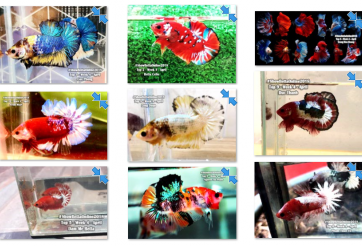 Bộ ảnh top 10 tuần 4 tháng 4 cuộc thi Show Betta Online 2018