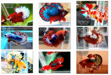 Bộ ảnh top 10 tuần 1 tháng 5 cuộc thi Show Betta Online 2018