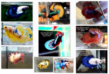 Bộ ảnh top 10 tuần 2 tháng 5 cuộc thi Show Betta Online 2018