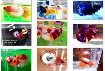 Bộ ảnh top 10 tuần 3 tháng 5 cuộc thi Show Betta Online 2018