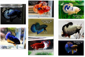 Bộ ảnh top 10 tuần 4 tháng 5 cuộc thi Show Betta Online 2018