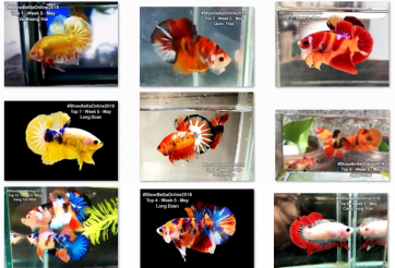 Bộ ảnh top 10 tuần 5 tháng 5 cuộc thi Show Betta Online 2018