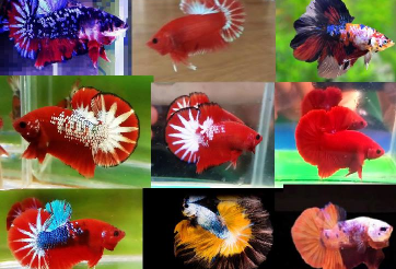 Bộ ảnh top 10 tuần 1 tháng 7 cuộc thi Show Betta Online 2018