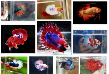 Bộ ảnh top 10 tuần 2 tháng 7 cuộc thi Show Betta Online 2018