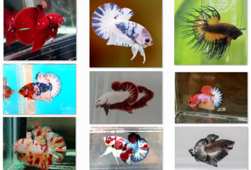 Bộ ảnh top 10 tuần 3 tháng 7 cuộc thi Show Betta Online 2018