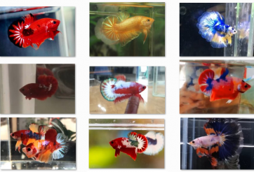 Bộ ảnh top 10 tuần 4 tháng 7 cuộc thi Show Betta Online 2018