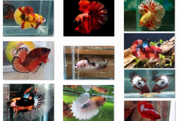 Bộ ảnh top 10 tuần 1 tháng 8 cuộc thi Show Betta Online 2018