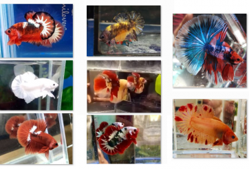 Bộ ảnh top 10 tuần 2 tháng 8 cuộc thi Show Betta Online 2018