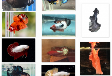 Bộ ảnh top 10 tuần 3 tháng 8 cuộc thi Show Betta Online 2018