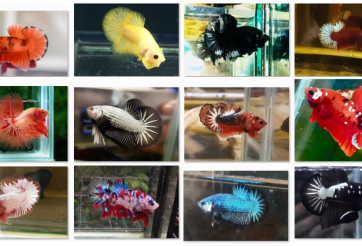 Bộ ảnh top 10 tuần 4 tháng 8 cuộc thi Show Betta Online 2018