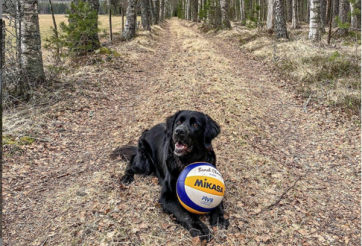 VIDEO: Chú chó bất ngờ nổi tiếng nhờ chơi cùng VĐV bóng chuyền chuyên nghiệp
