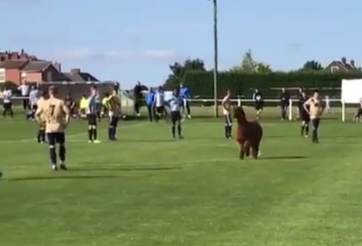 VIDEO: Động vật lạ chạy vào sân khiến cầu thủ sợ hãi