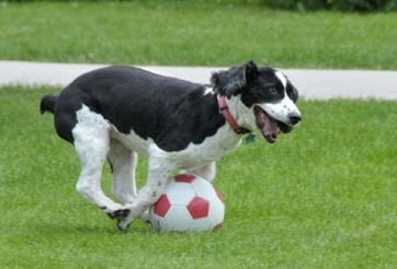 VIDEO: 'Siêu sao 4 chân' đi bóng, xỏ háng biến chủ nhân thành trò hề