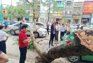 Bị cành cây cổ thụ rơi trúng ô tô, nạn nhân thoát chết trong gang tấc