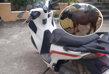 Thanh niên đi Honda SH trộm trâu bên đường bị bắt giữ