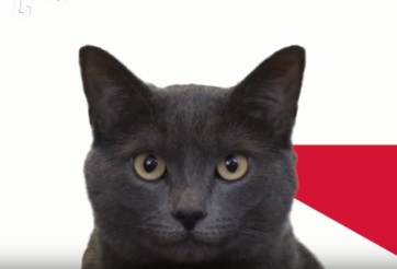 Mèo tiên tri dự đoán kết quả Nhật Bản vs Ba Lan