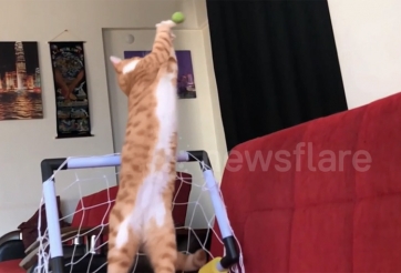 VIDEO: Khoẳnh khắc chú mèo trổ tài bắt gôn cực hài hước