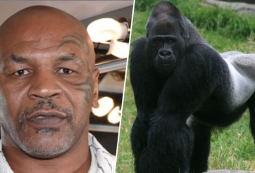 SỐC: Mike Tyson từng chi 10 ngàn đô để được đấu với ... khỉ đột