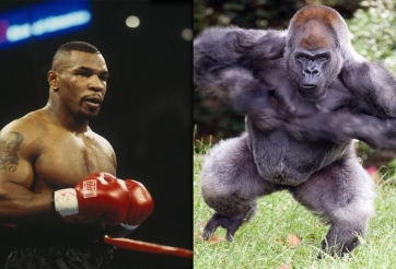 ĐỘC LẠ: Mike Tyson đòi đánh nhau với khỉ trong buổi hẹn hò