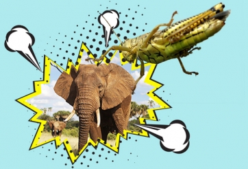 'Châu chấu' Mai Linh sẽ đấu được 'voi' Uber, Grab ?