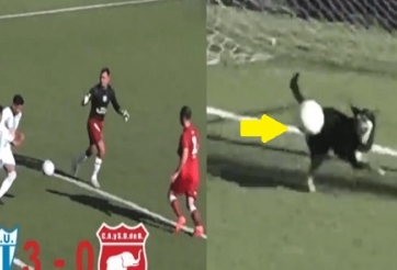 VIDEO: Chú chó bất ngờ xuất hiện cứu thua ngay trên vạch vôi