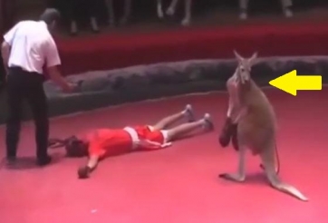 VIDEO: Kangaroo thượng đài với võ sĩ và cái kết bất ngờ