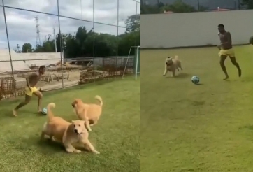 VIDEO: Neymar chơi bóng cùng 2 chú chó trong thời gian cách tại nhà