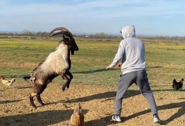 'Độc cô cầu bại' UFC người Nga thách đấu... dê và cái kết