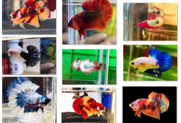 Bộ ảnh top 10 tuần 1 tháng 6 cuộc thi Show Betta Online 2018