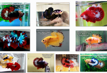 Bộ ảnh top 10 tuần 2 tháng 6 cuộc thi Show Betta Online 2018